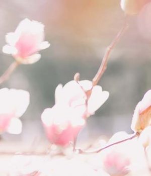 header-test2 header-test2